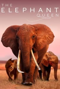 ดูหนังออนไลน์ The Elephant Queen (2019)